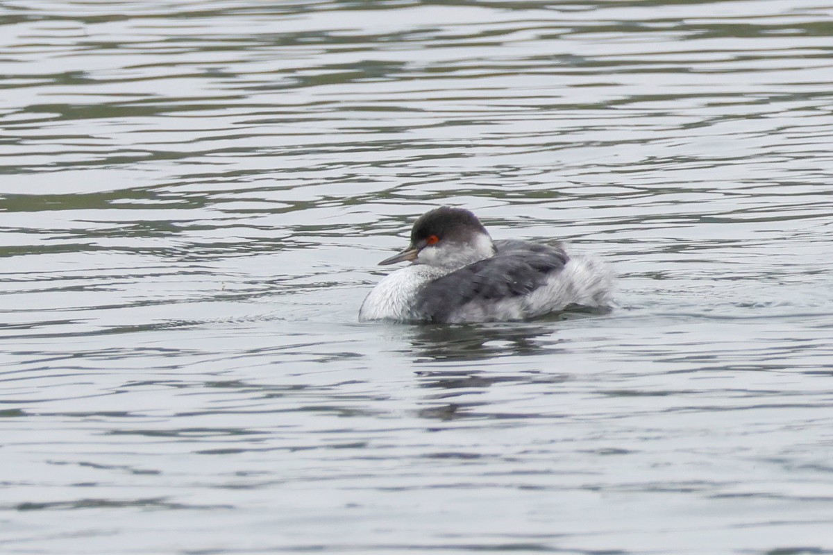 potápka černokrká - ML646361009