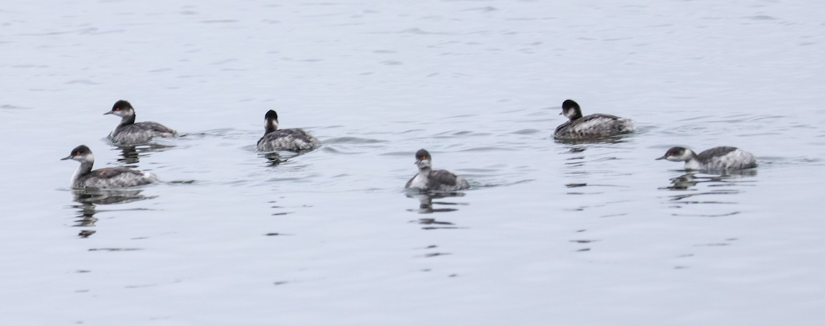 potápka černokrká - ML646361010