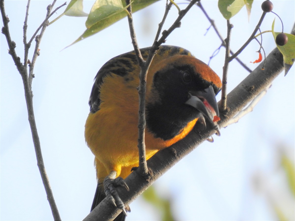 Altamira x Audubon's Oriole (hybrid) - ML646361011
