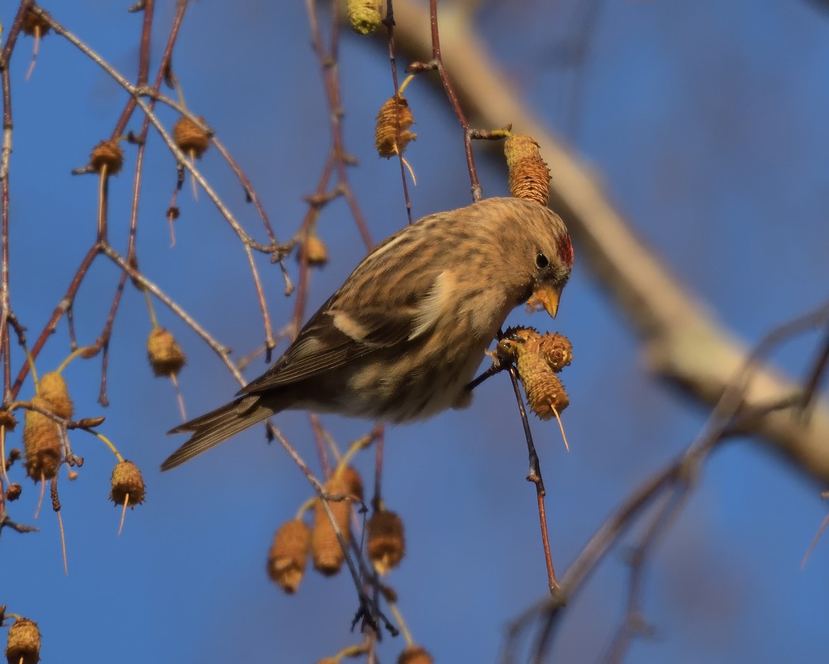 Redpoll - ML646361012