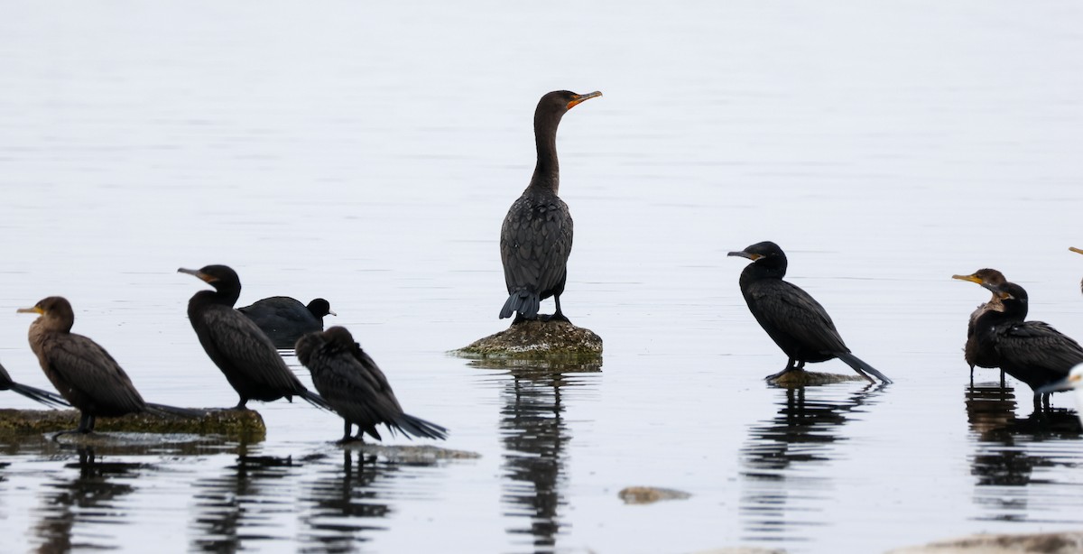 Double-crested/Neotropic Cormorant - ML646361014