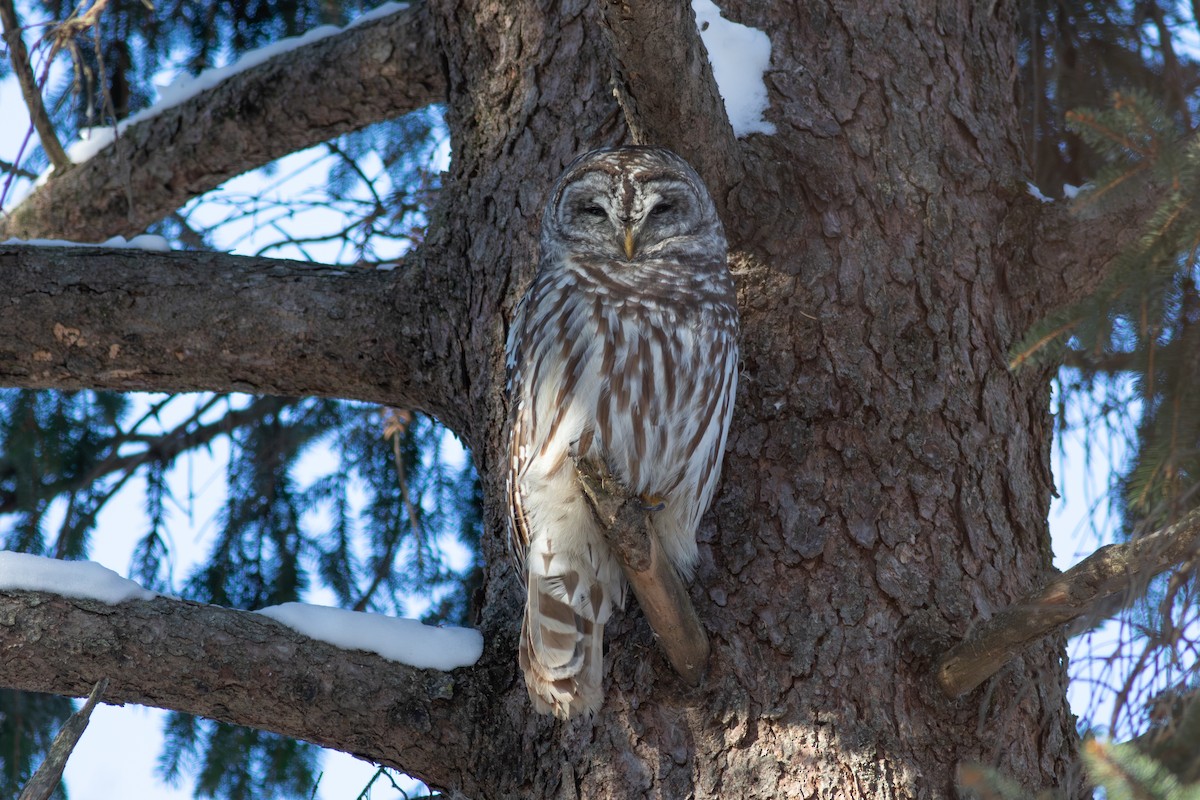 Barred Owl - ML646361017