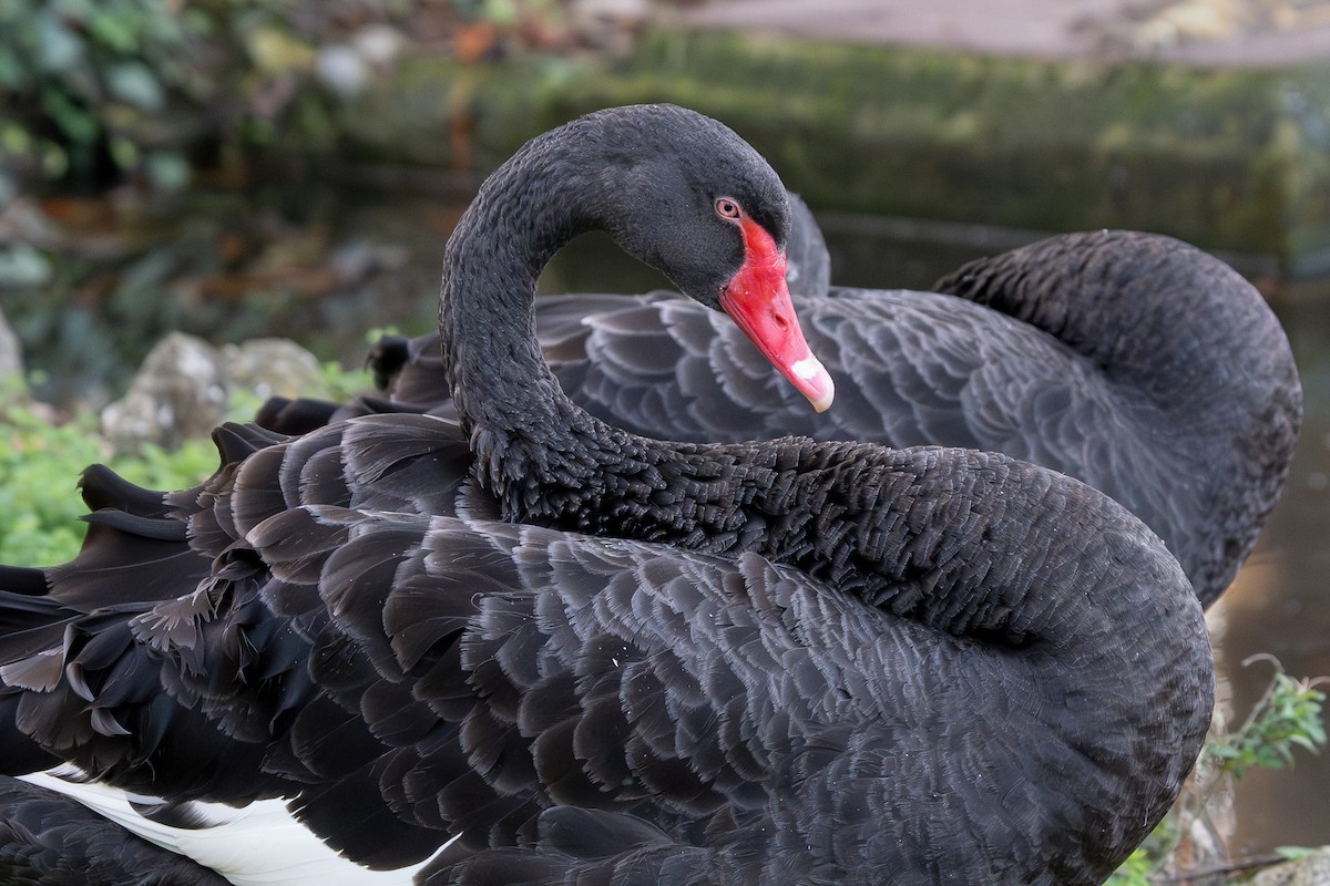 Animals - ML646361018