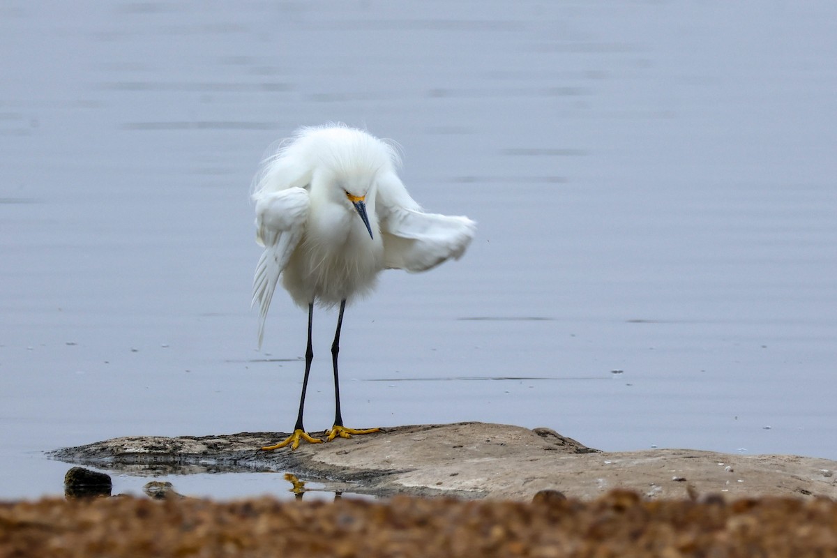 Snowy Egret - ML646361019