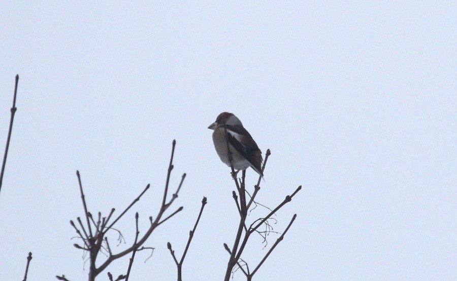 Hawfinch - ML646361020