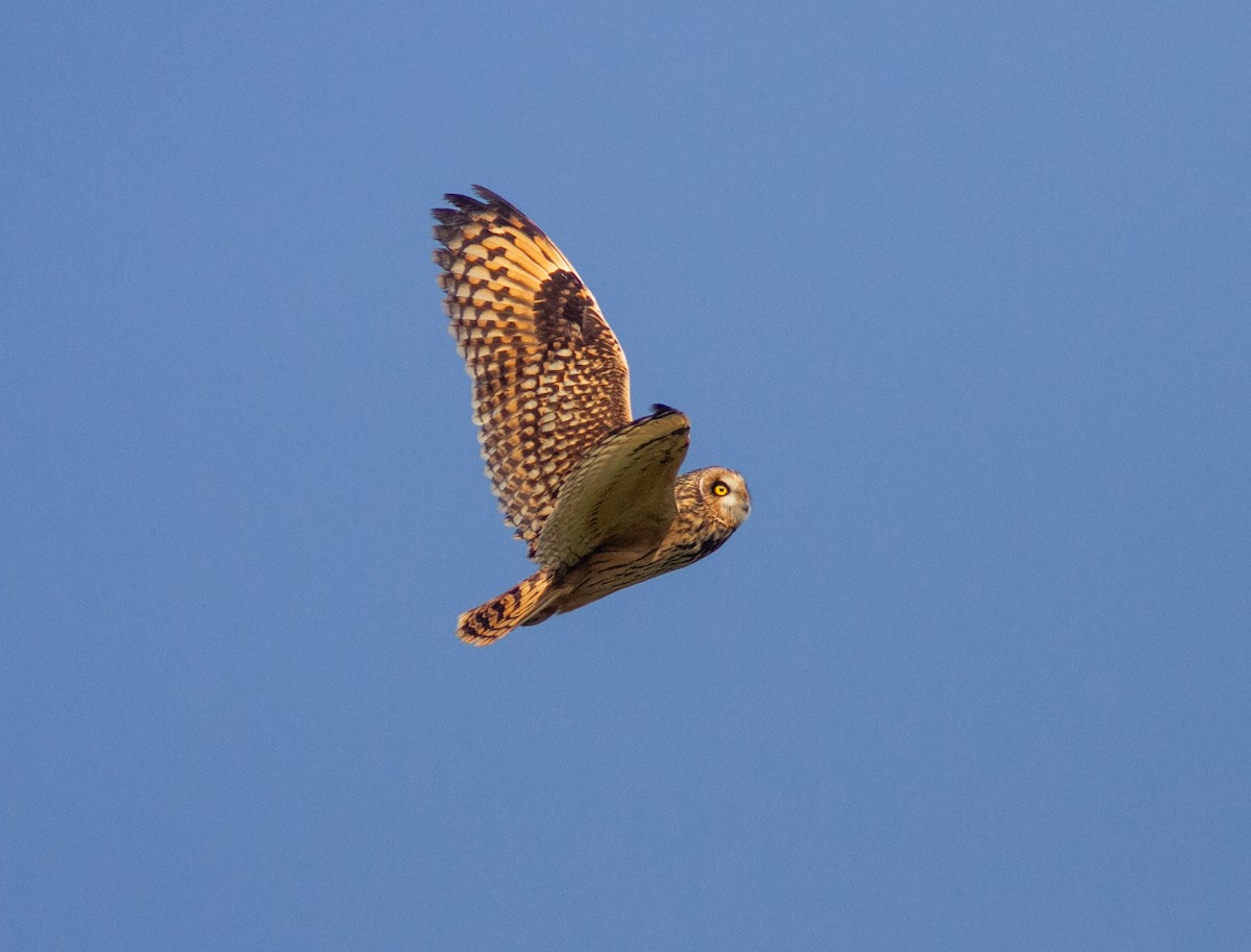 Zingira-hontza - ML646361021