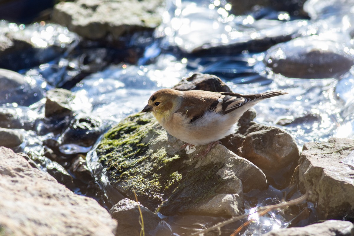 American Goldfinch - ML646361025