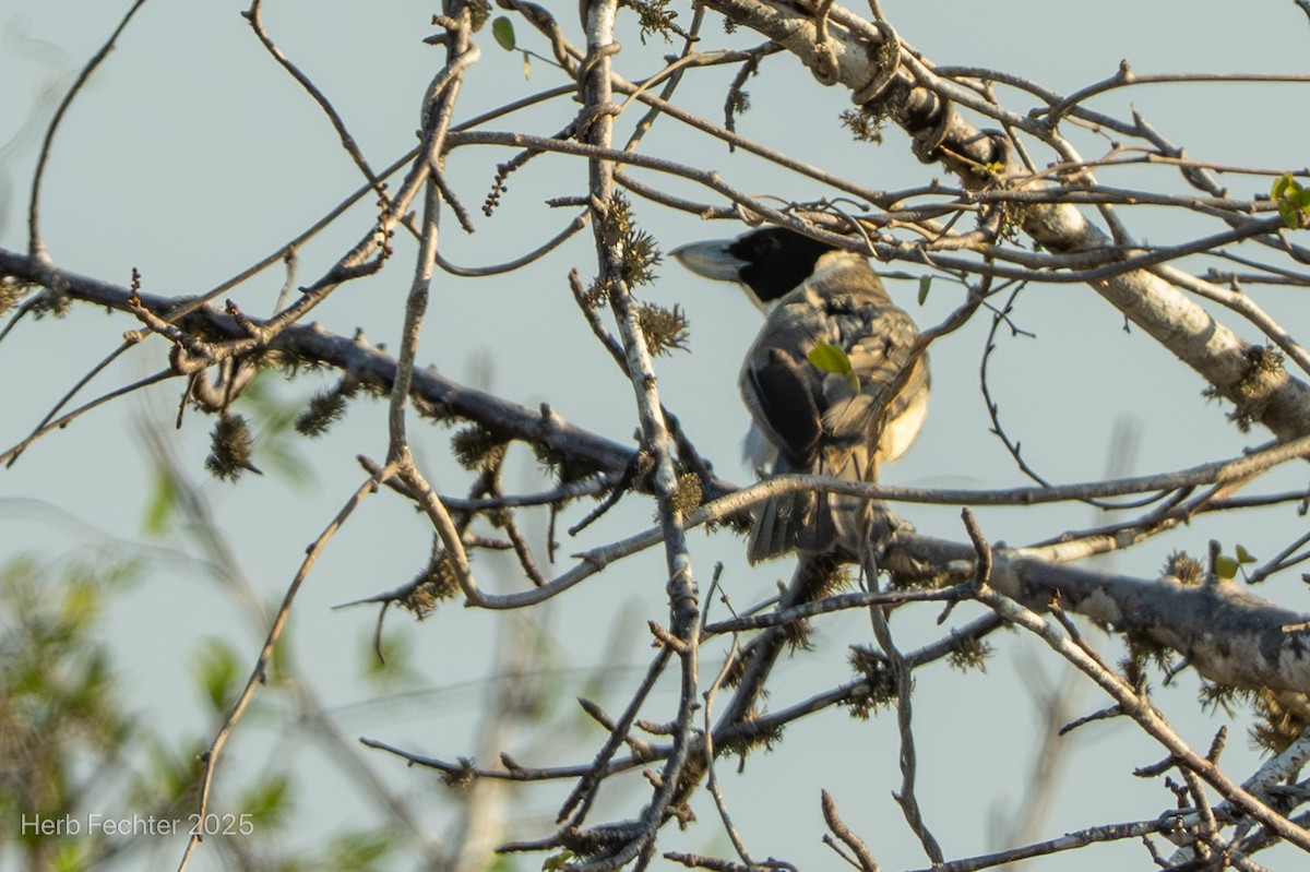 Lafresnaye's Vanga - ML646361026