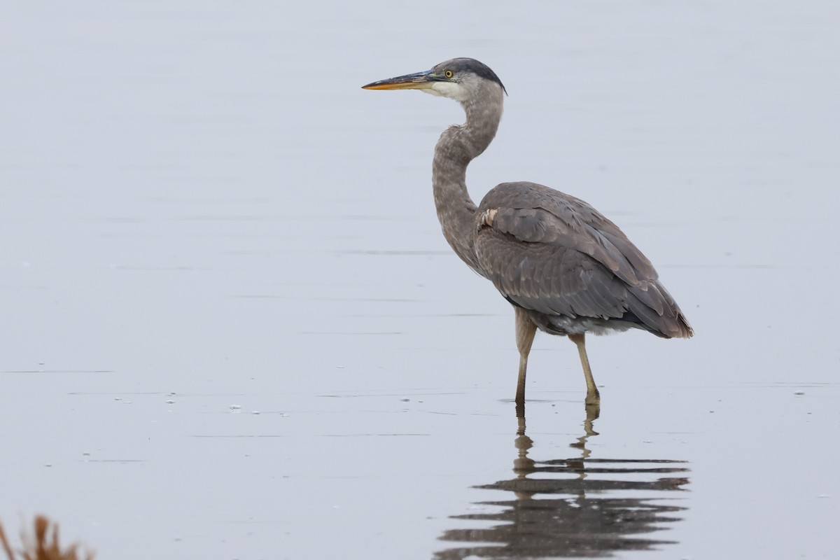 Great Blue Heron (Great Blue) - ML646361028