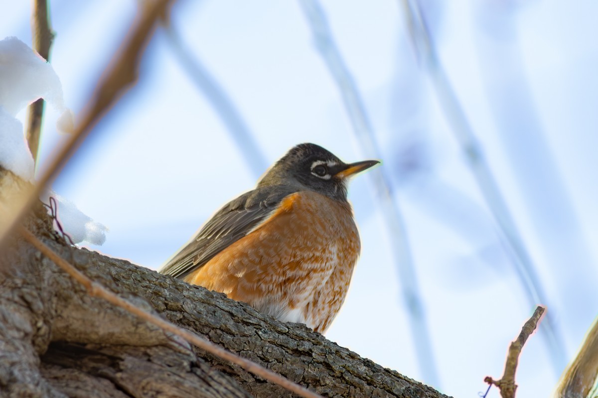 קיכלי נודד - ML646361029