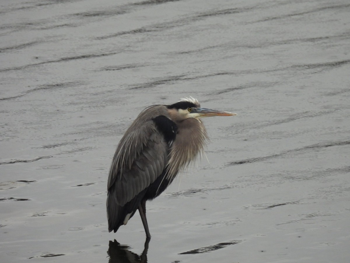 אנפה אמריקנית - ML646361030
