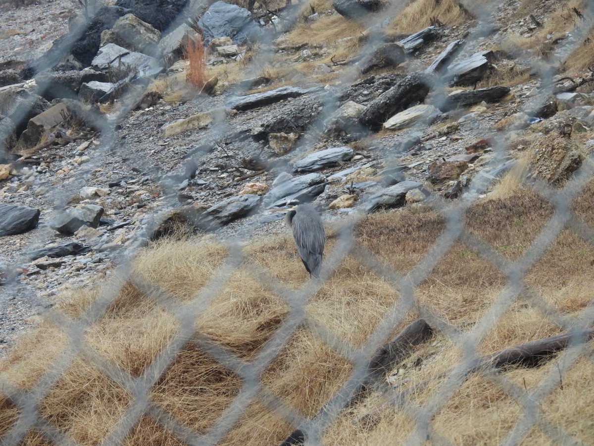 אנפה אמריקנית - ML646361031