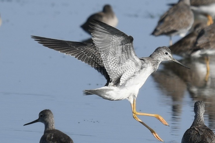 ביצנית עקודה - ML646361037
