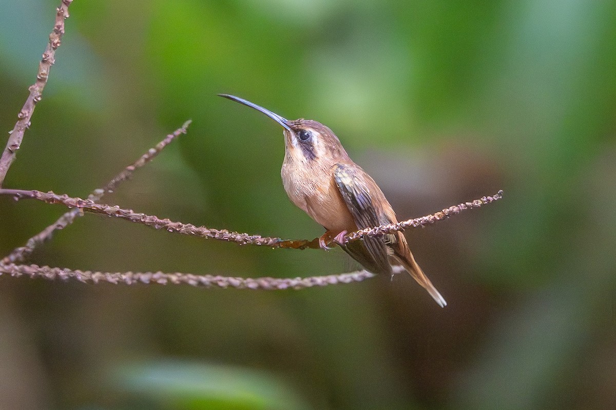 Stripe-throated Hermit - ML646361040