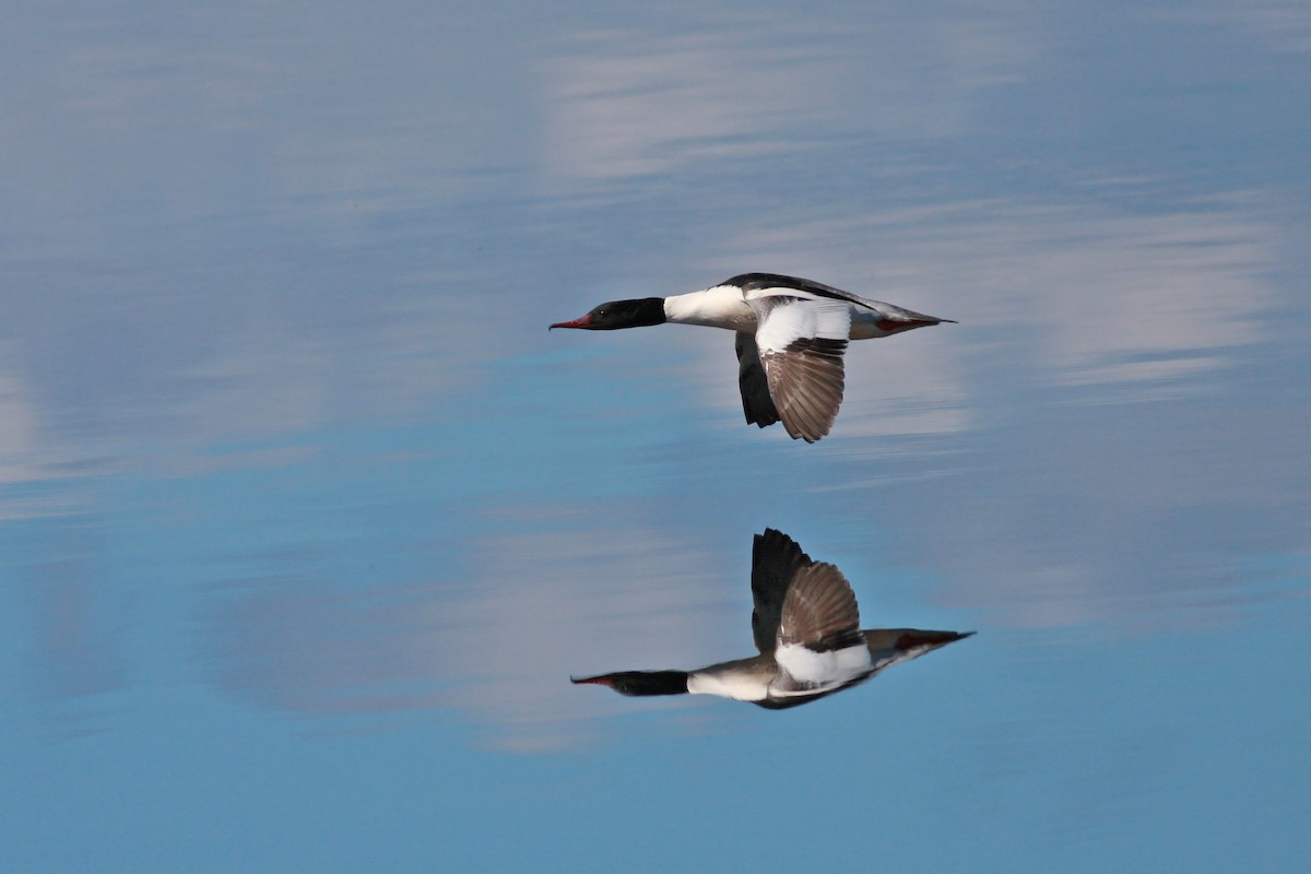 מרגון גדול - ML646361042