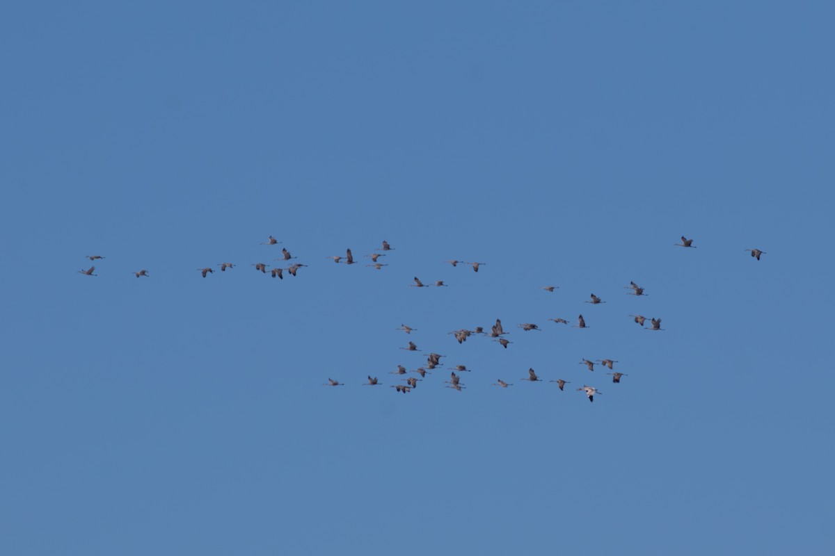 עגור קנדי - ML646361044