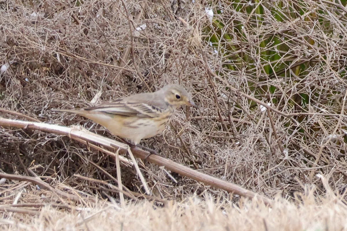 פפיון אמריקני - ML646361048