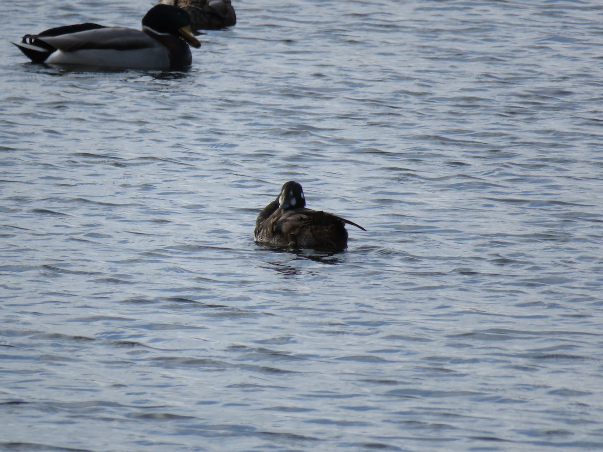 ברווז איסלנדי - ML646361049