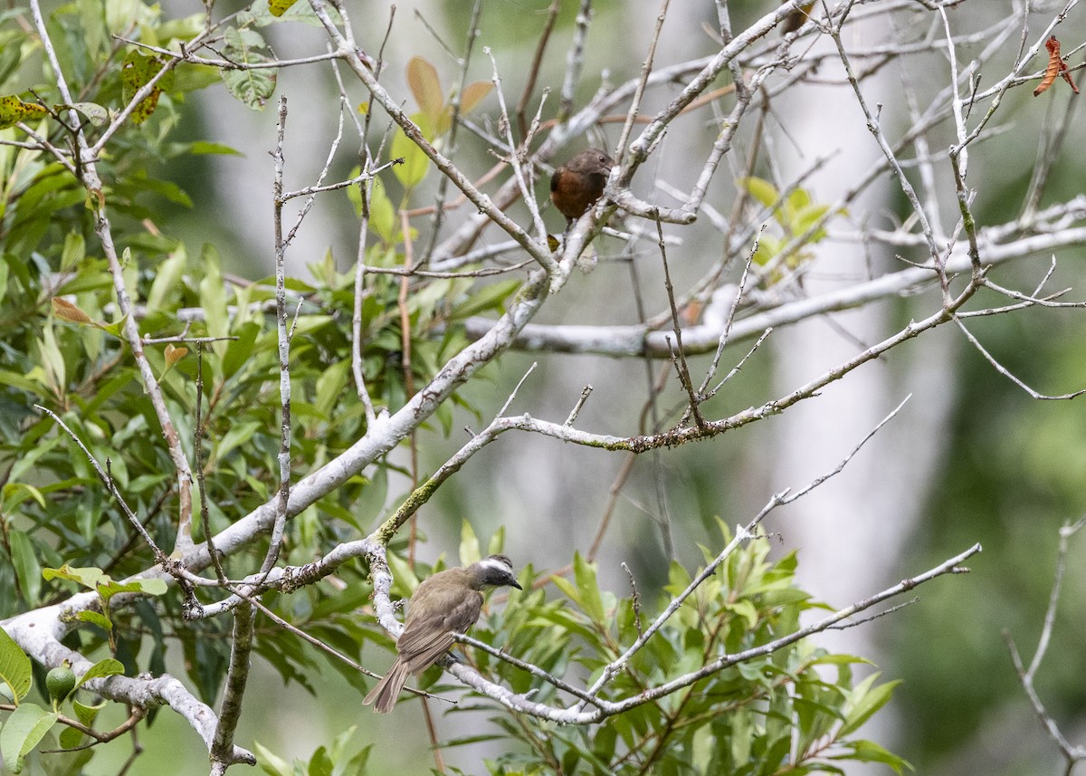Social Flycatcher - ML646361051