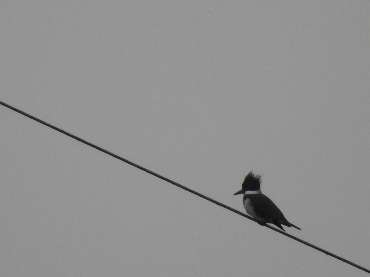 שלדג אמריקני - ML646361052