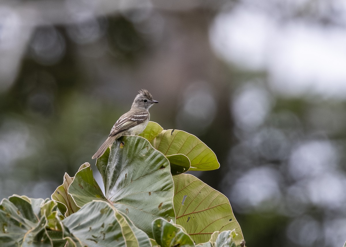Yellow-bellied Elaenia - ML646361053