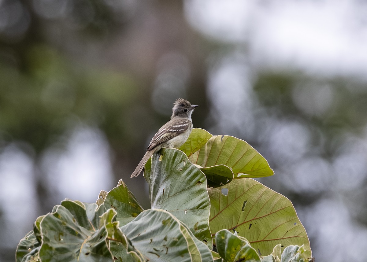 Yellow-bellied Elaenia - ML646361054