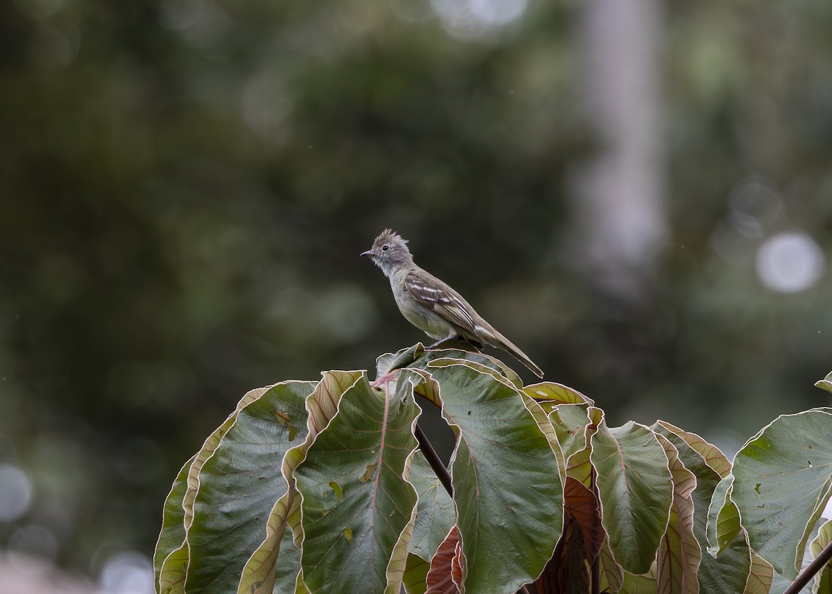 Yellow-bellied Elaenia - ML646361055