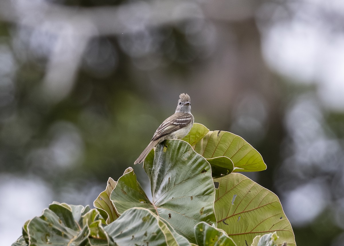 Yellow-bellied Elaenia - ML646361058