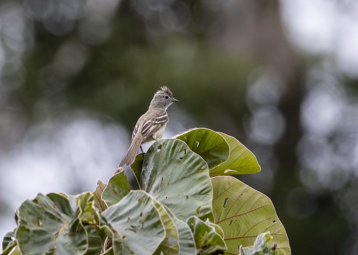 Yellow-bellied Elaenia - ML646361060