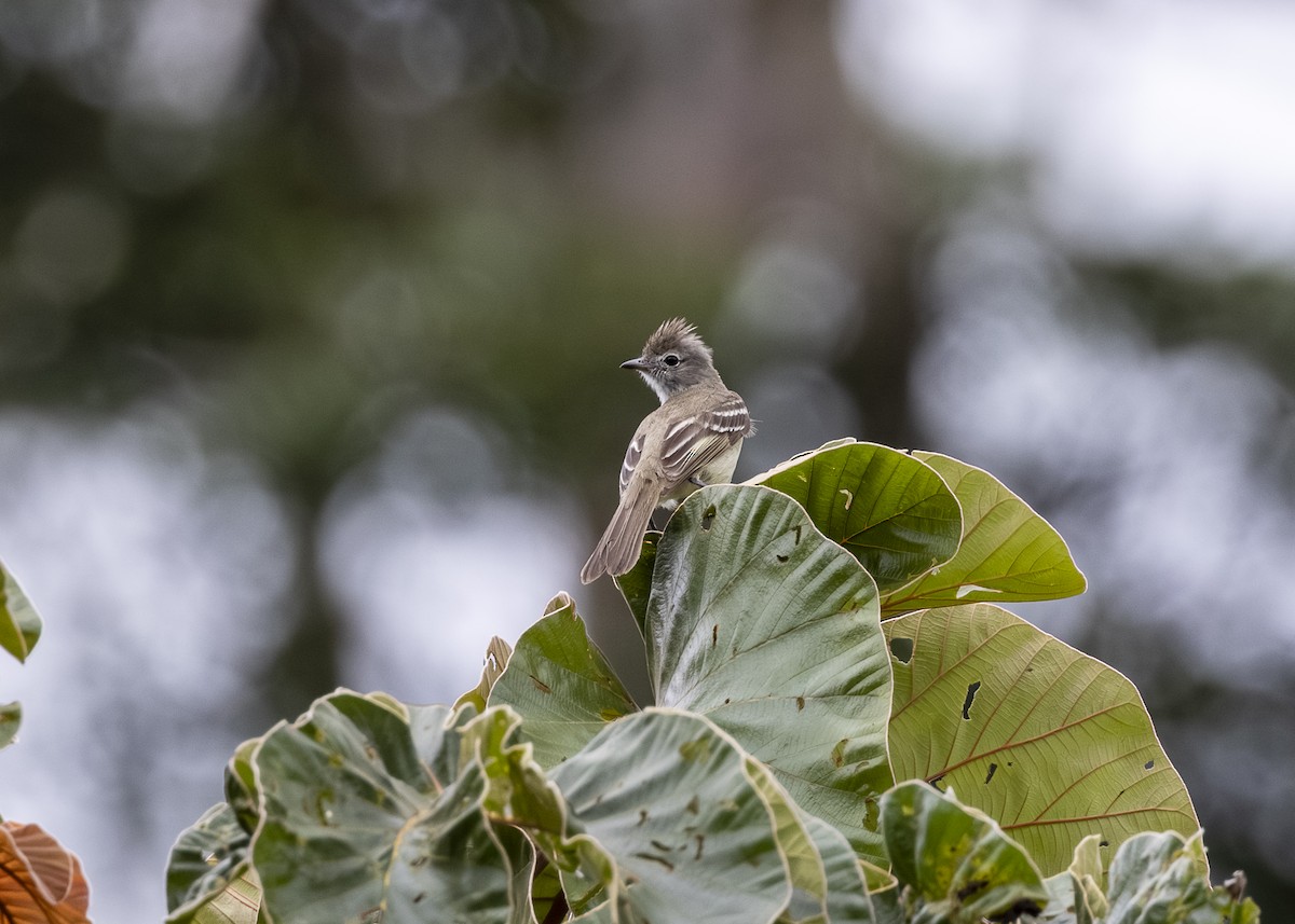 Yellow-bellied Elaenia - ML646361061