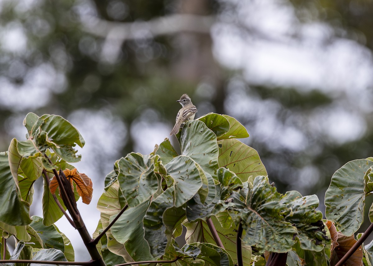 Yellow-bellied Elaenia - ML646361062