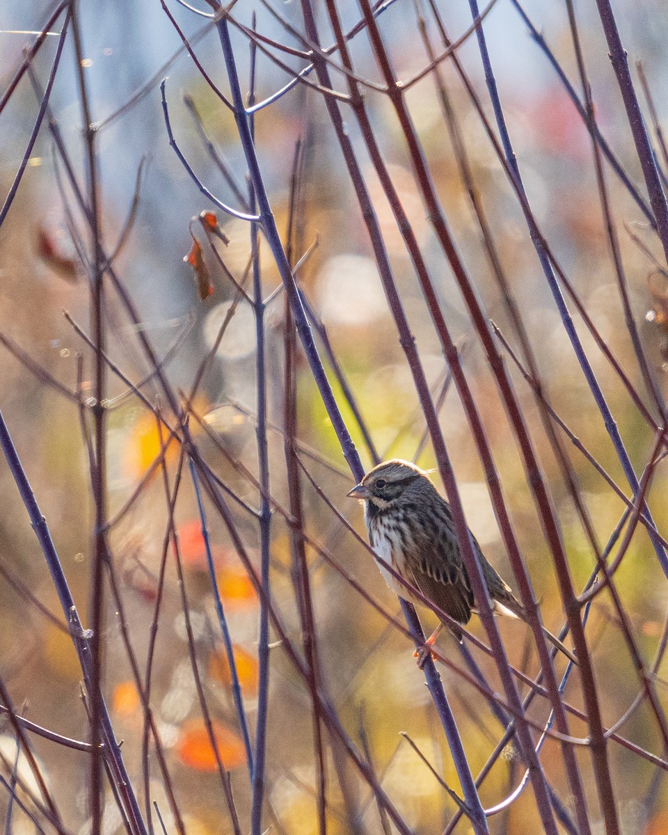 strnadec zpěvný - ML646361075