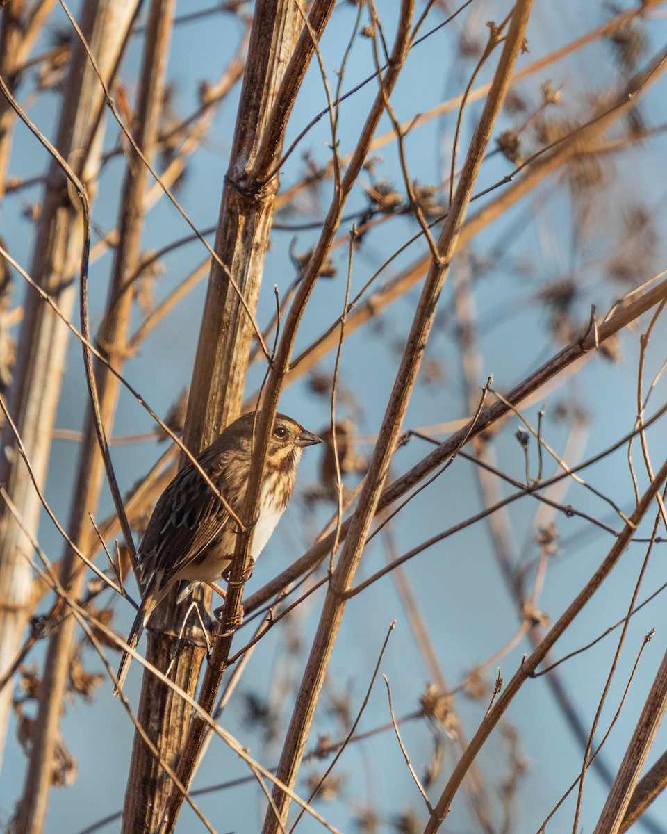 strnadec zpěvný - ML646361076