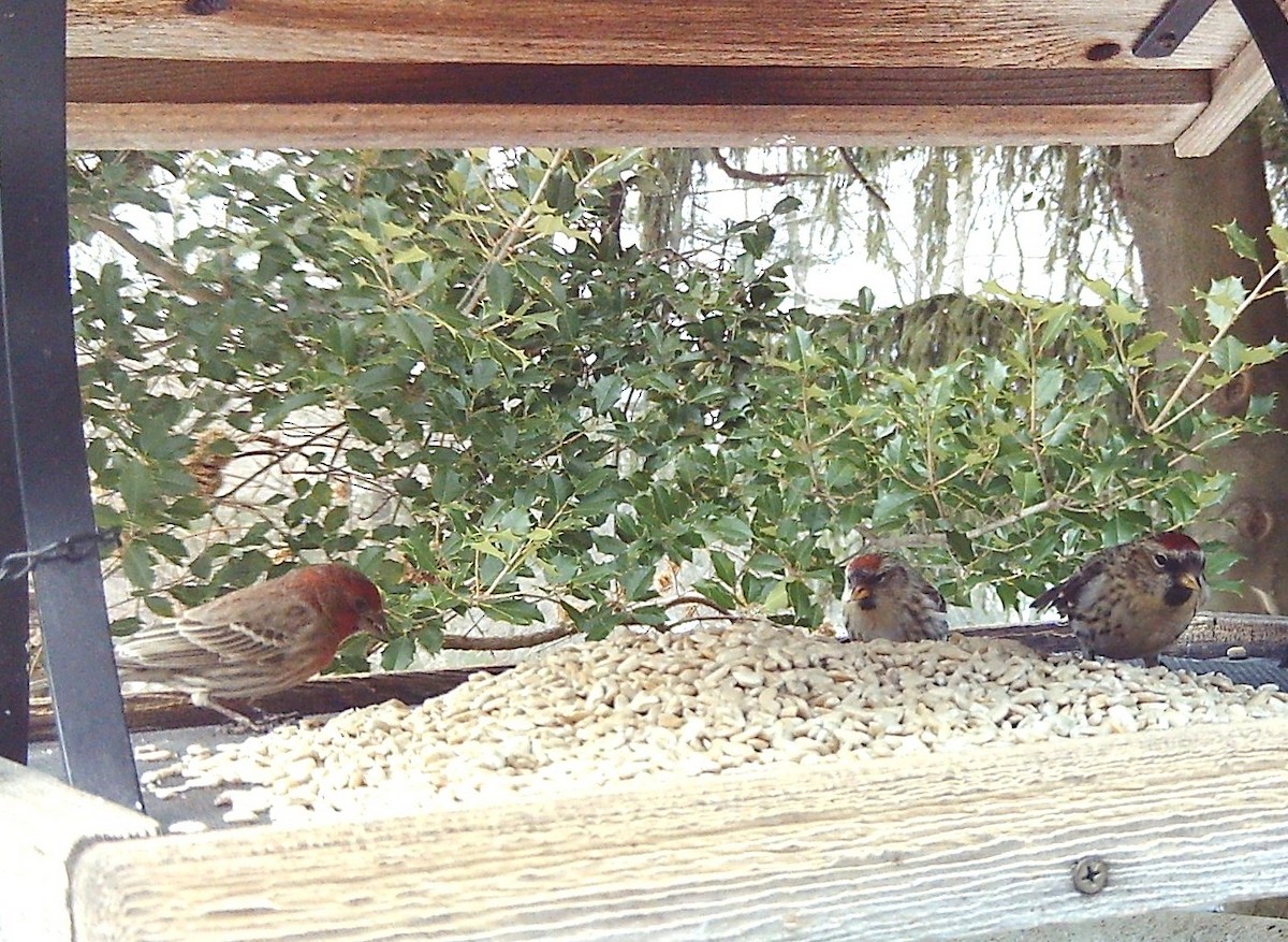 House Finch - ML646361077