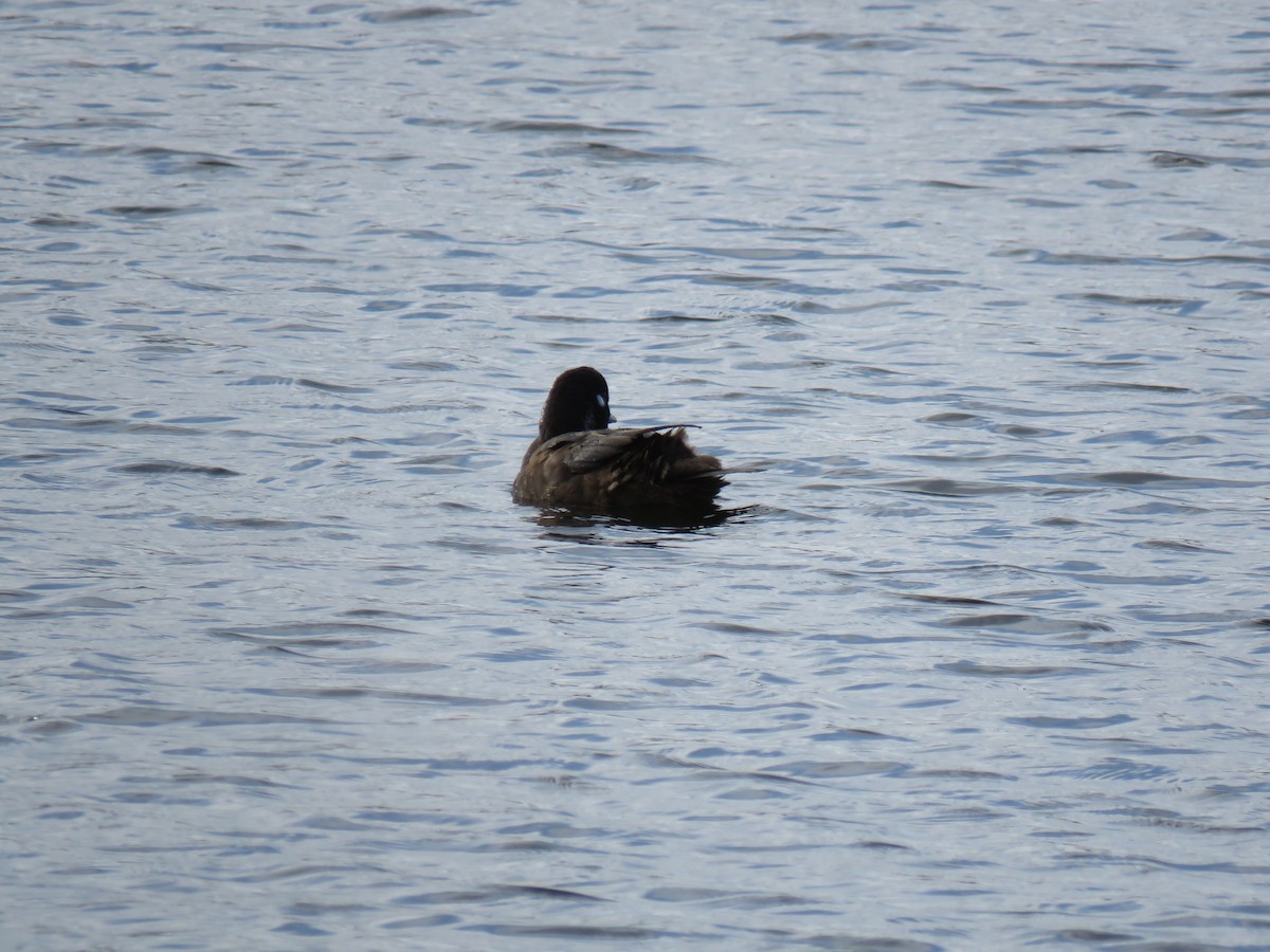 Palyaço Ördeği - ML646361078