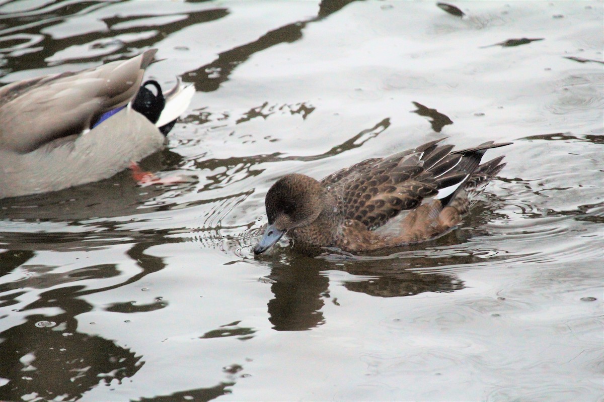 Eurasian Wigeon - ML646361082