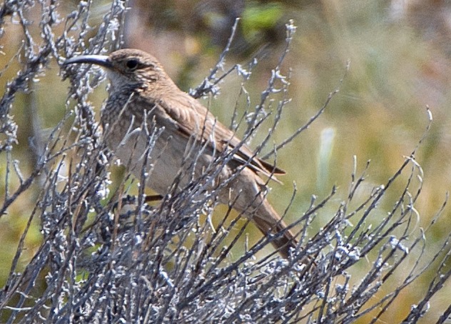 Scale-throated Earthcreeper - ML646361094