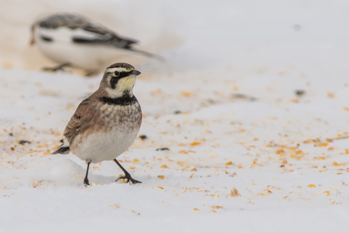 Horned Lark - ML646361099