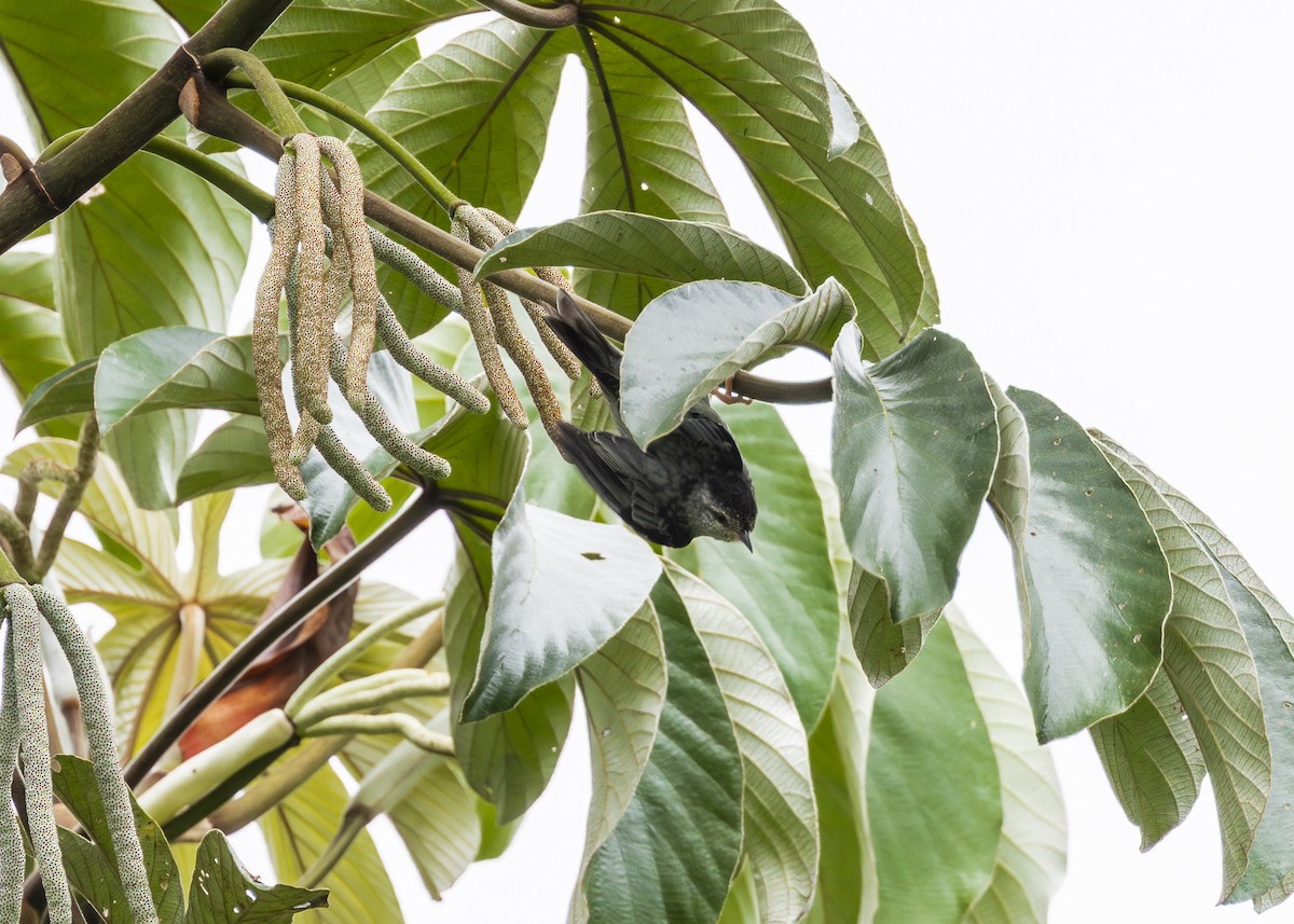 Pink-legged Graveteiro - ML646361101