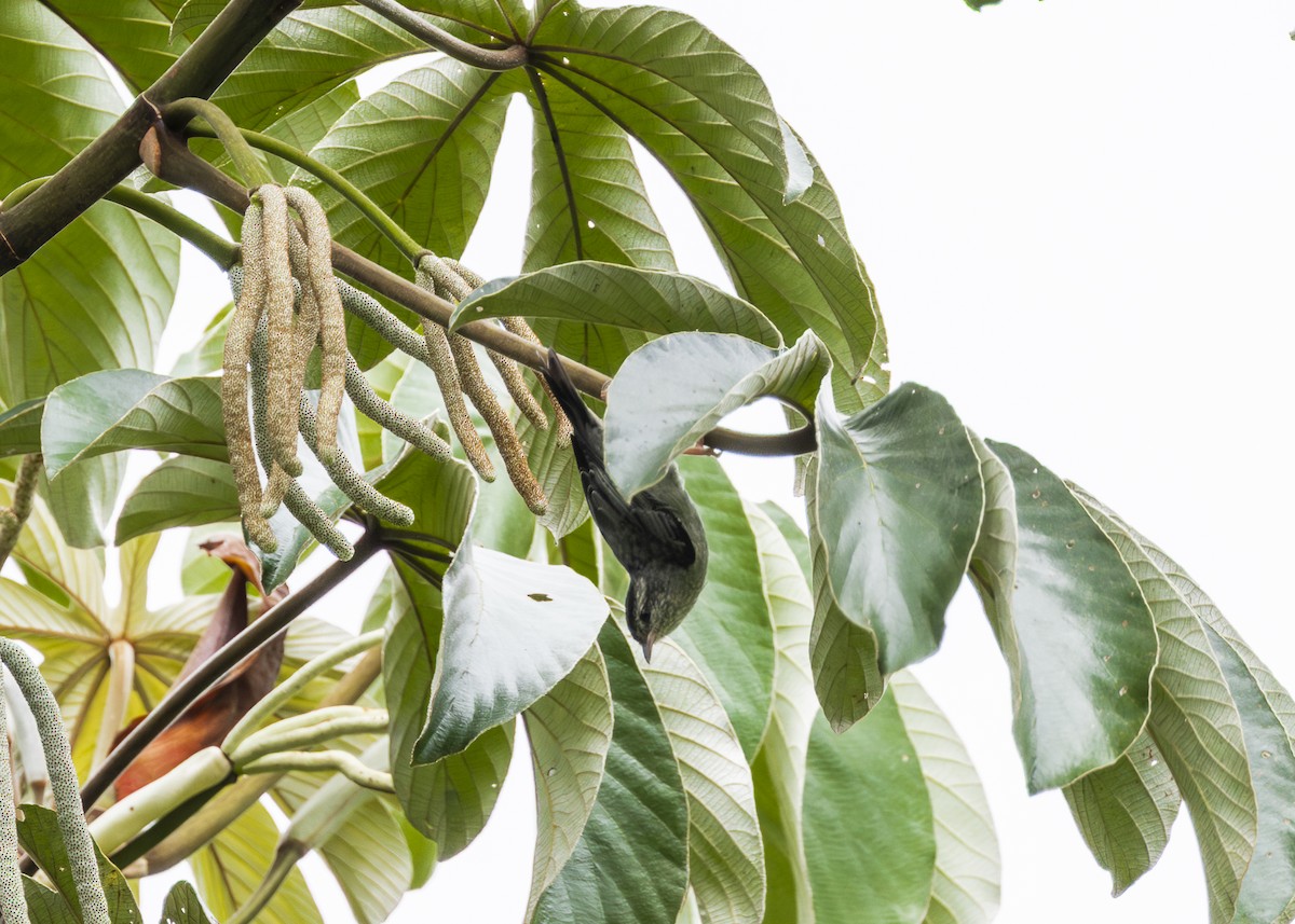 Pink-legged Graveteiro - ML646361103