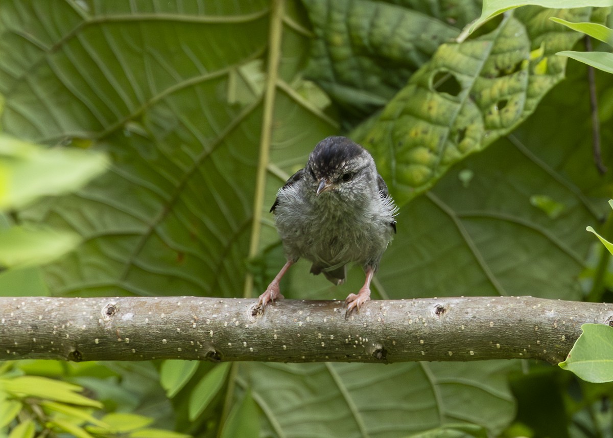 Pink-legged Graveteiro - ML646361105