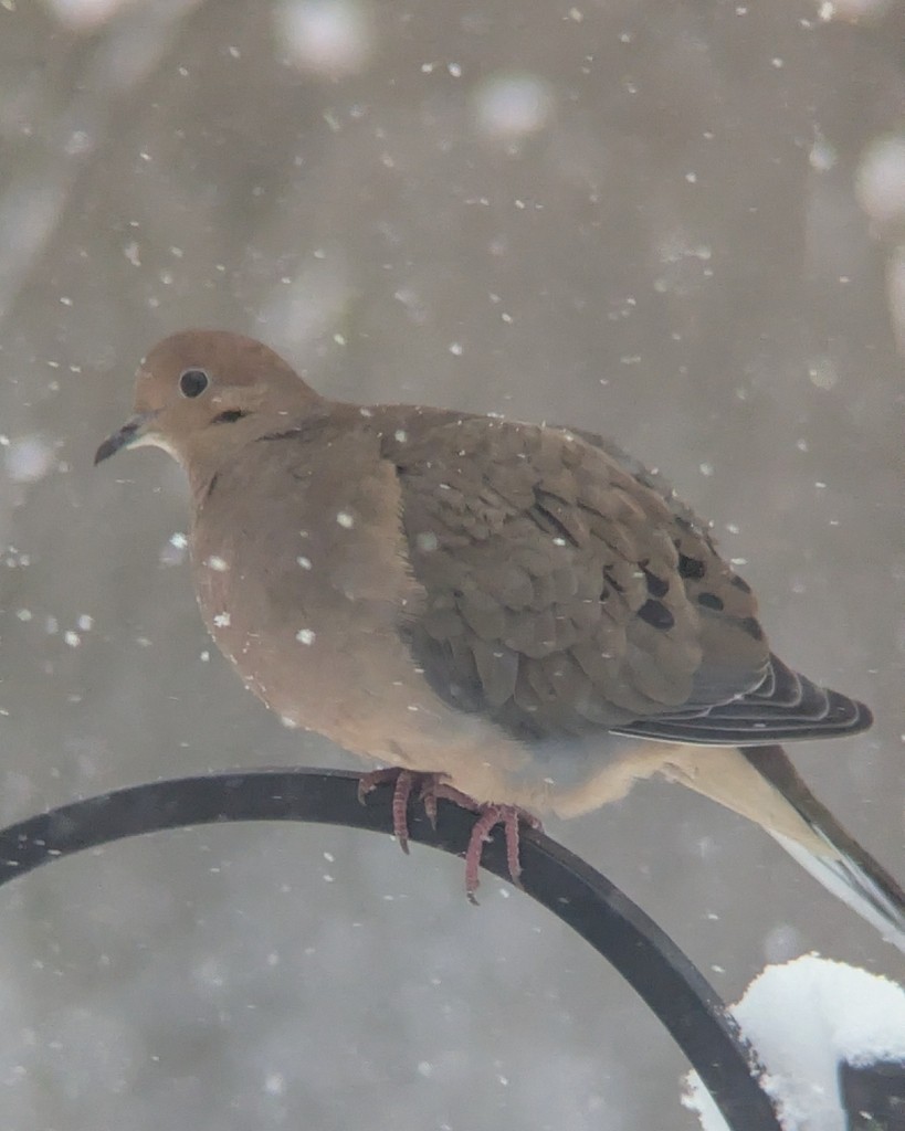 Mourning Dove - ML646361107