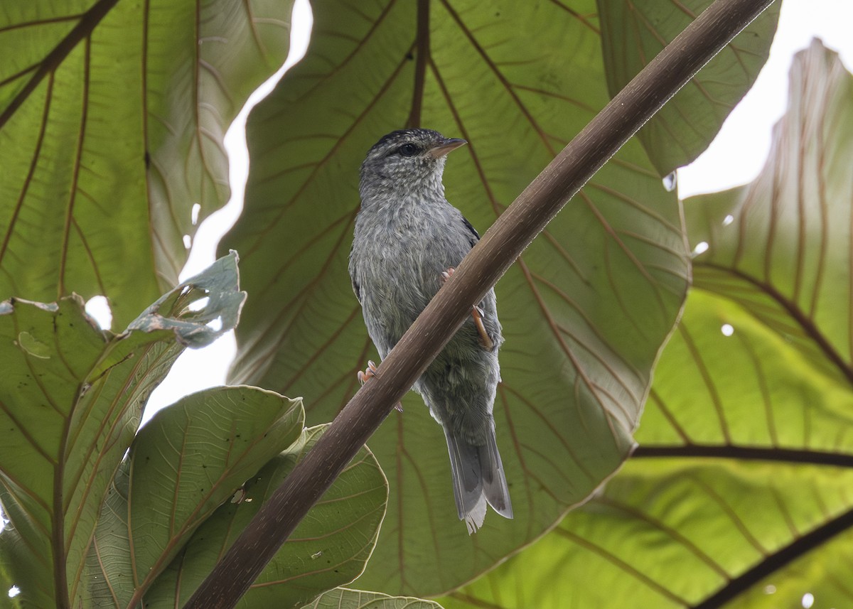 Pink-legged Graveteiro - ML646361108