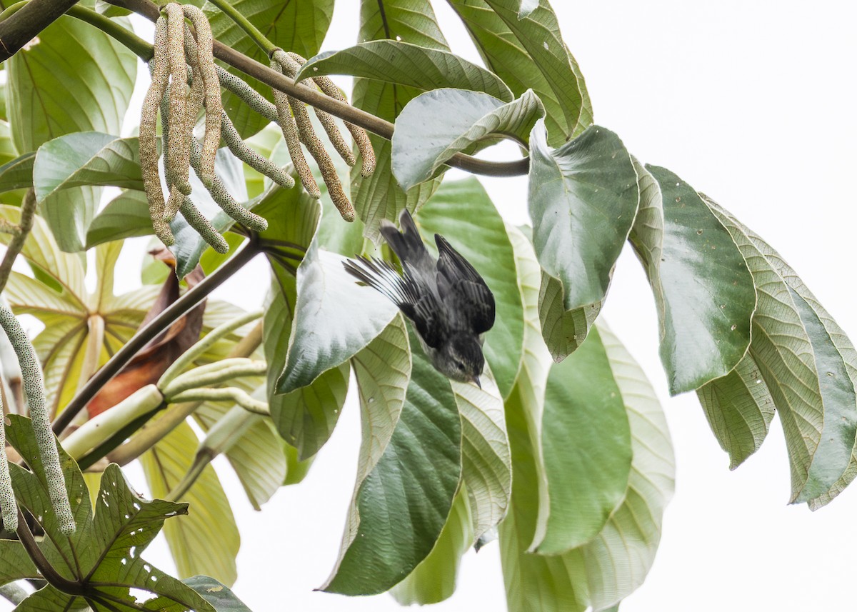 Pink-legged Graveteiro - ML646361109