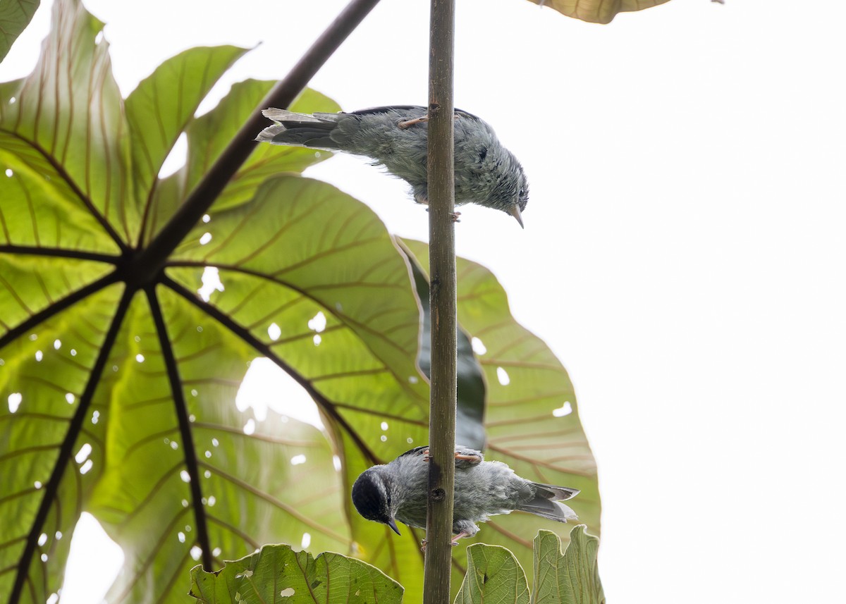 Pink-legged Graveteiro - ML646361110