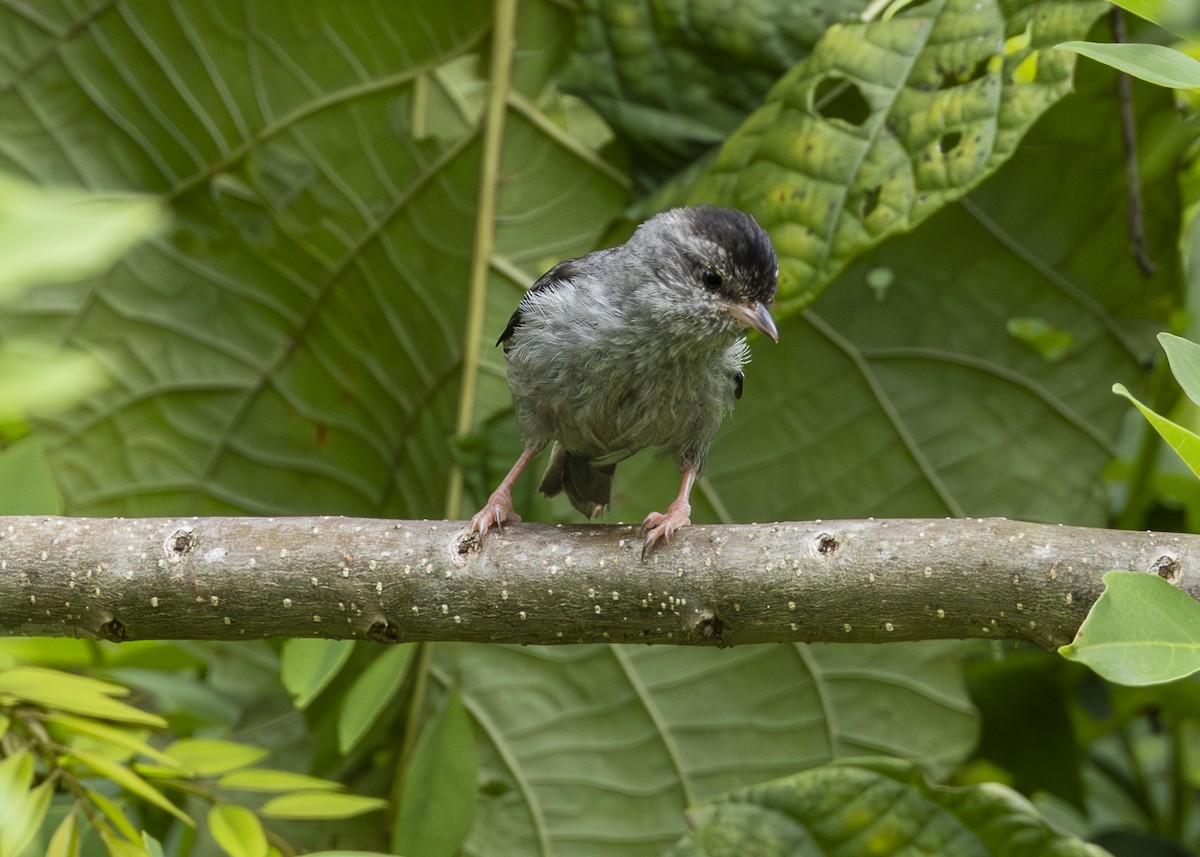 Pink-legged Graveteiro - ML646361111