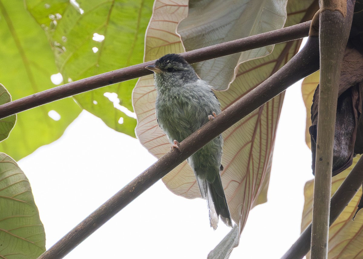 Pink-legged Graveteiro - ML646361112
