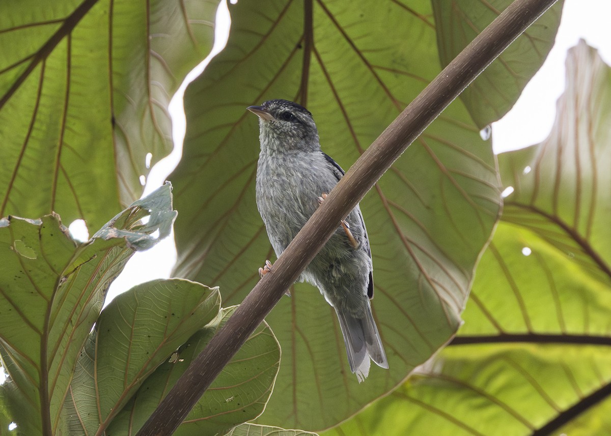 Pink-legged Graveteiro - ML646361113