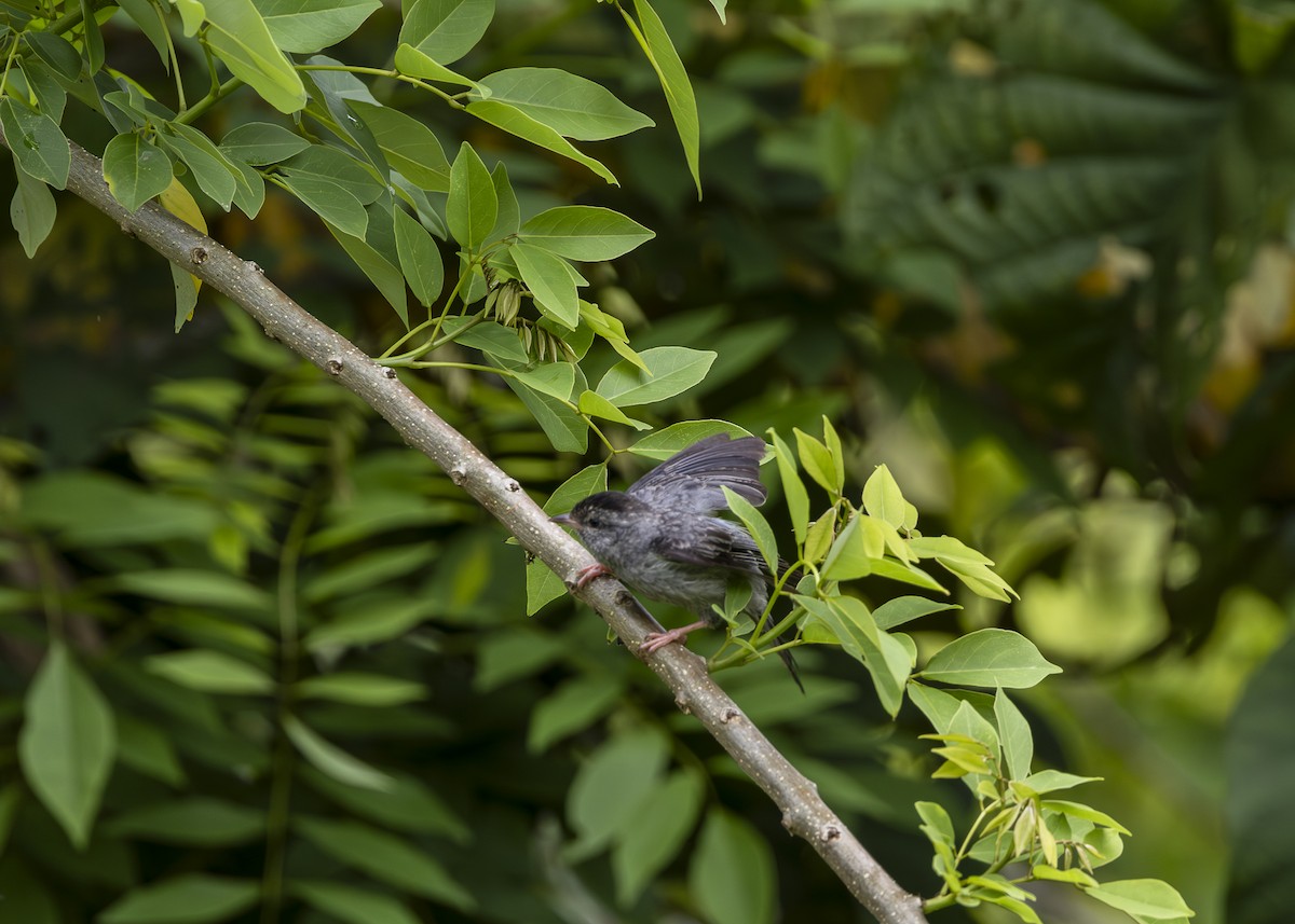 Pink-legged Graveteiro - ML646361114
