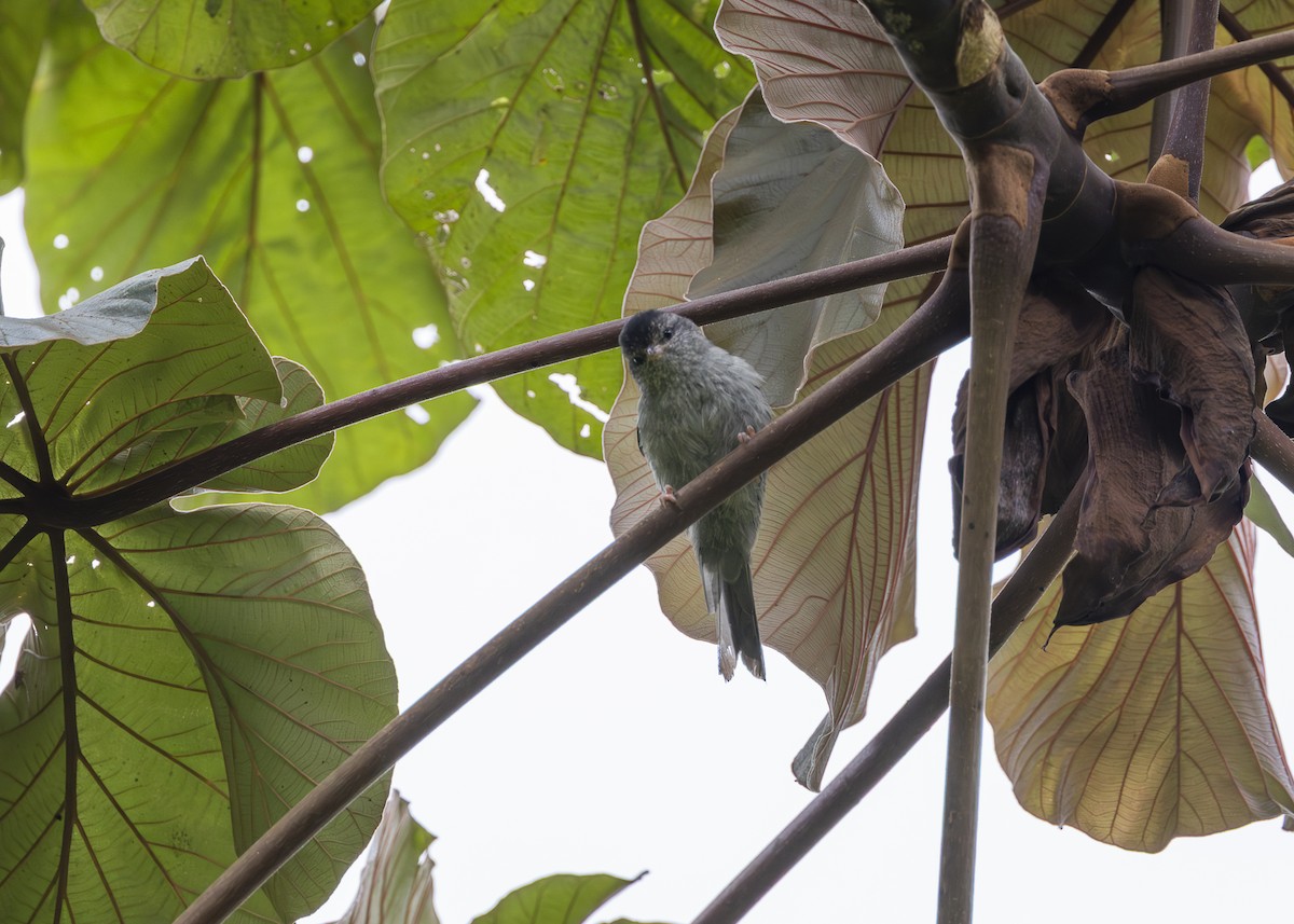 Pink-legged Graveteiro - ML646361115
